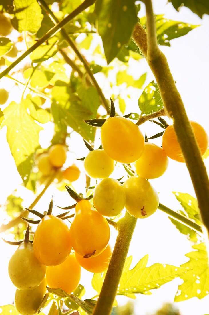 Gelbe Birnentomaten wachsen in einem Garten