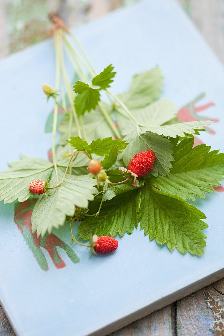 Erdbeerpflanze mit frischen Beeren