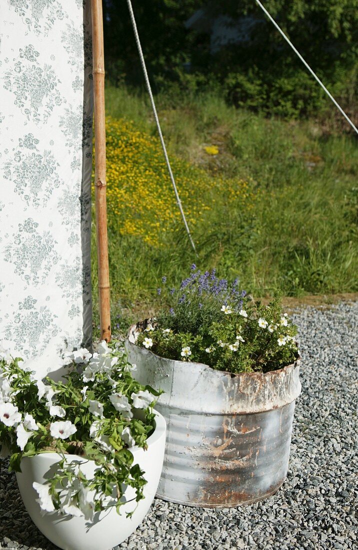 Pflanzenbehälter mit blühenden Blumen auf Kieselsteinboden vor Zelt
