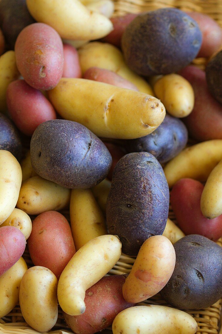Peruanische Lila Kartoffeln und Fingerling-Kartoffeln
