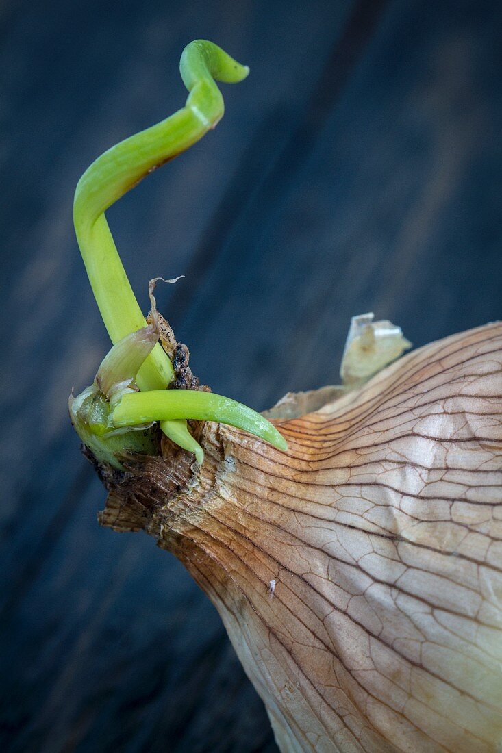 An Onion Beginning to Sprout
