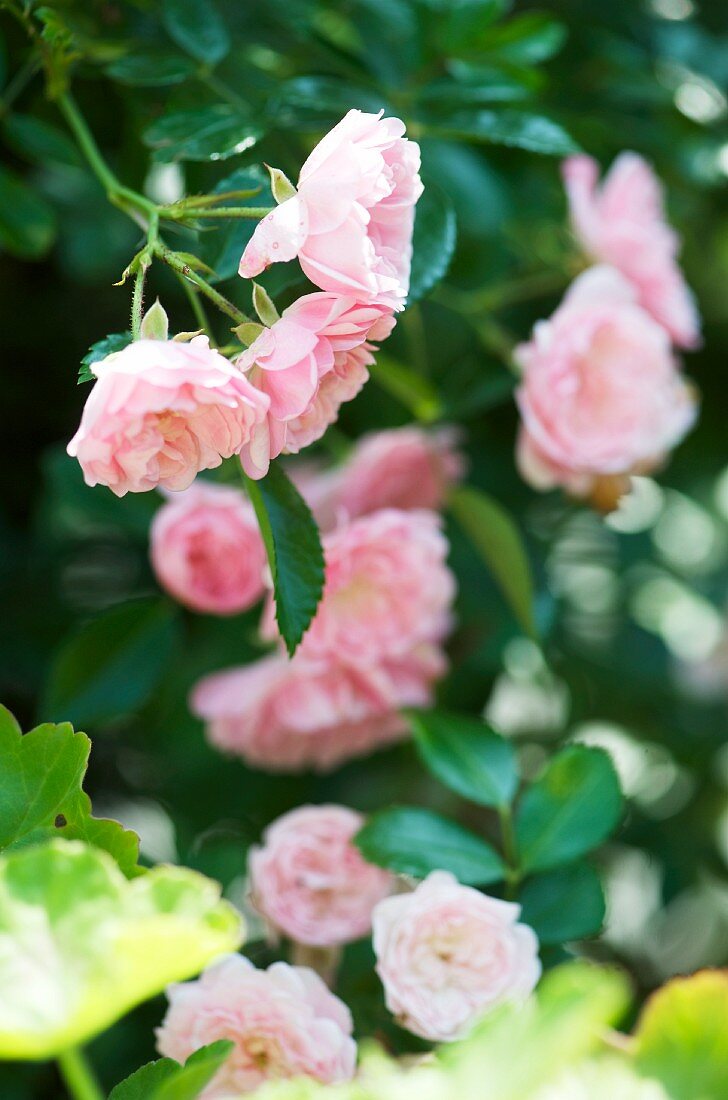 Detail of a pink rose bush