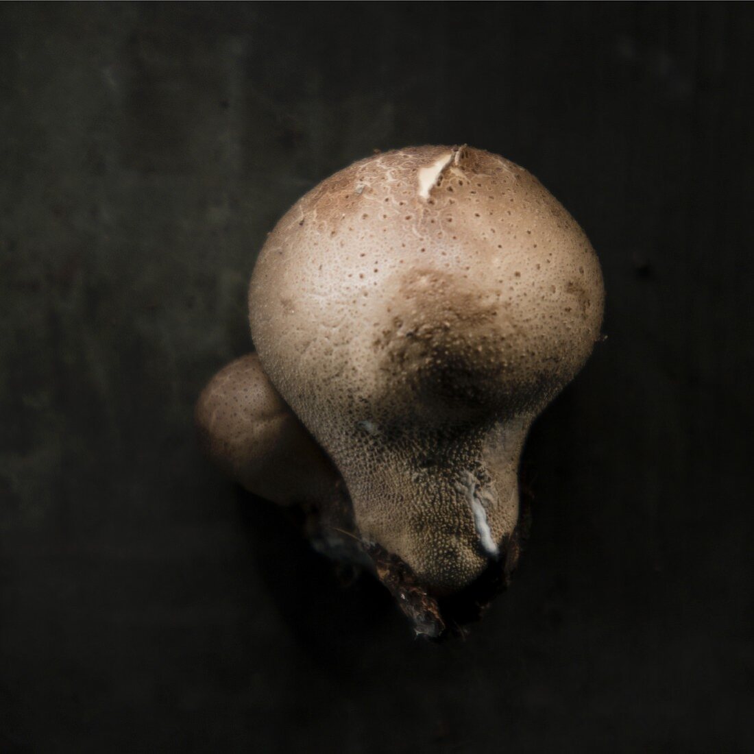 A whole puffball mushroom against a black background