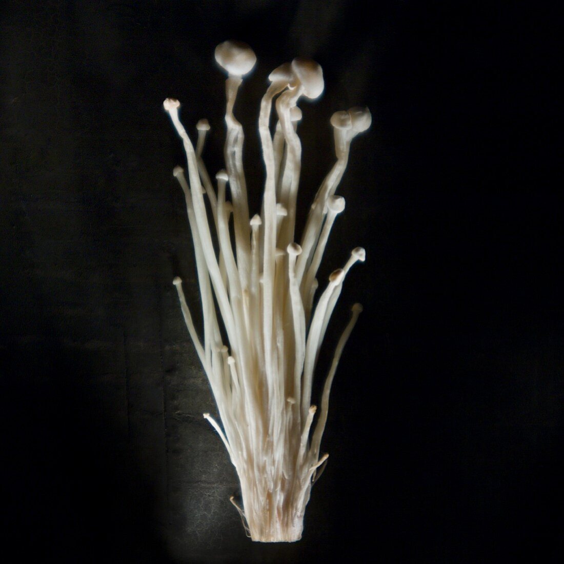 Velvet stem mushrooms (Enoki)