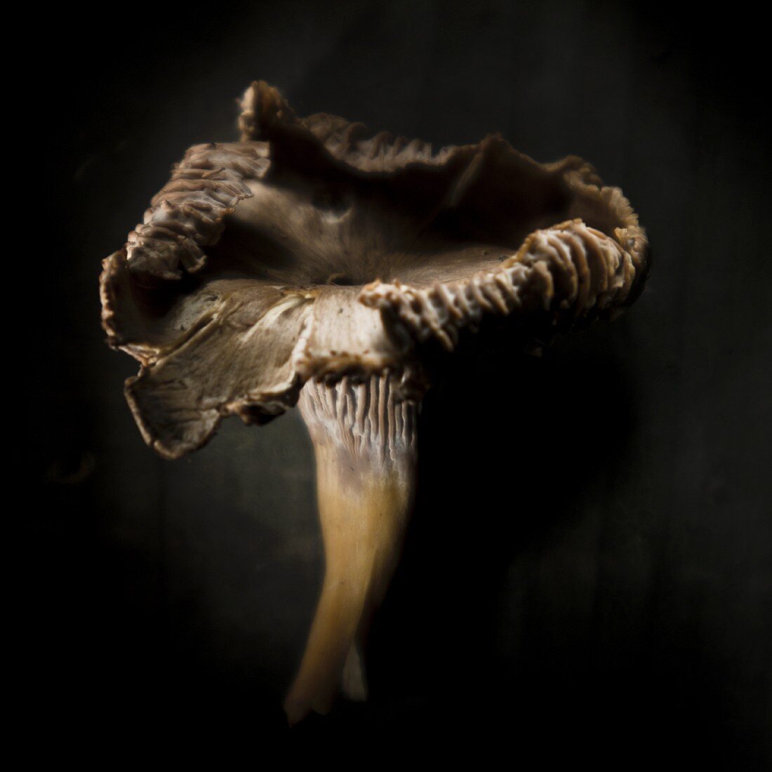 Funnel chanterelle against a black background