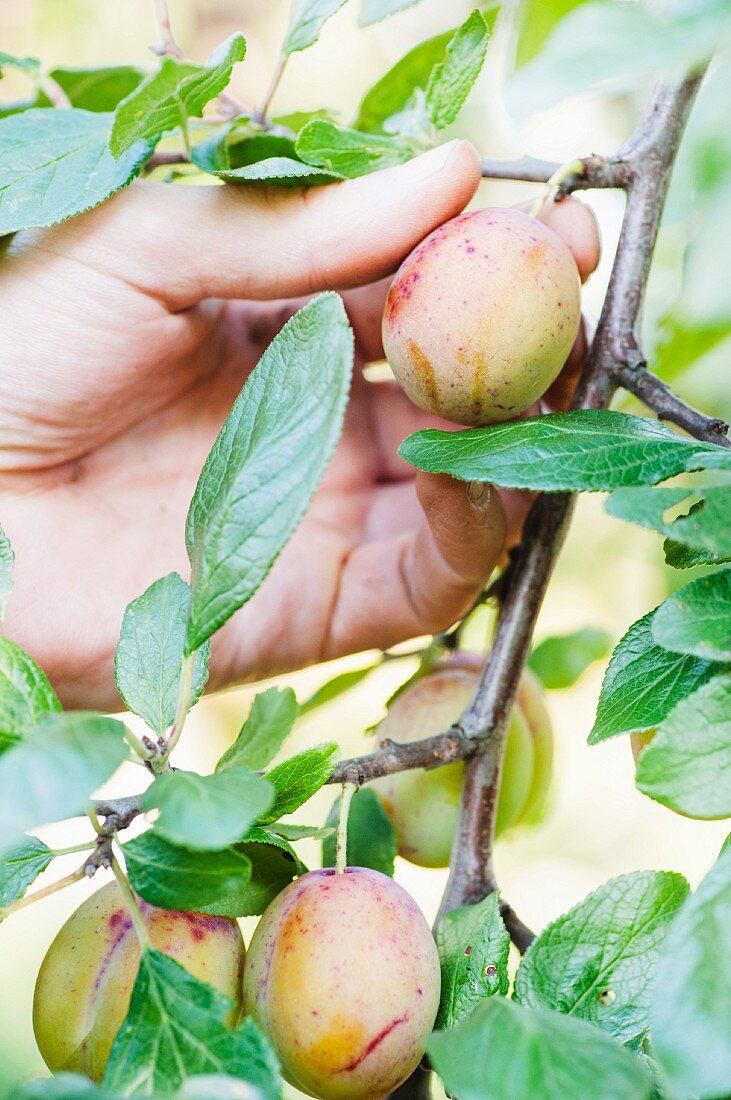 A gardener picks a plum from the tree