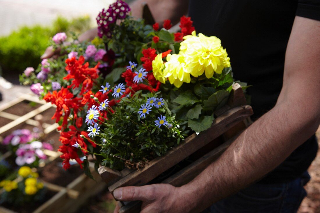 Person carrying crate of summer-flowering plants