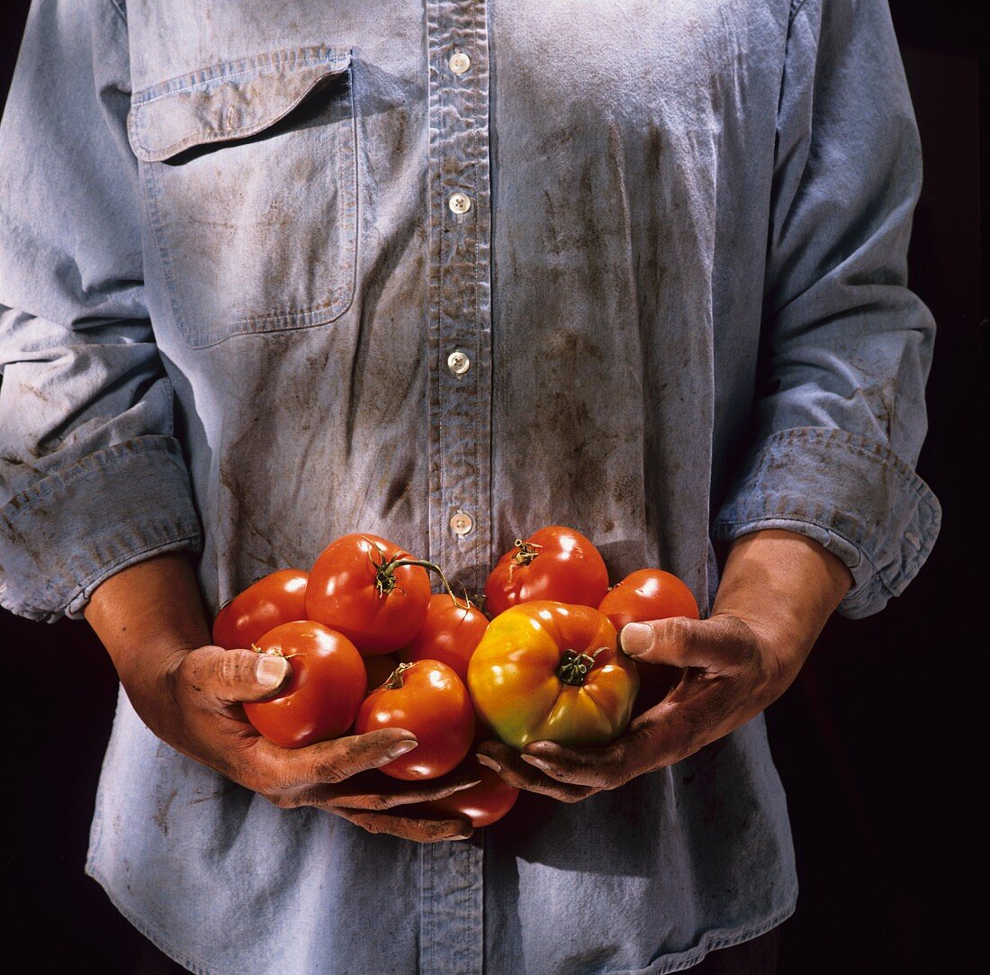 Person mit schmutzigen Händen hält frische Tomaten
