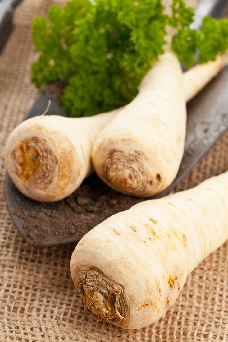 Parsley roots and parsley on a trowel