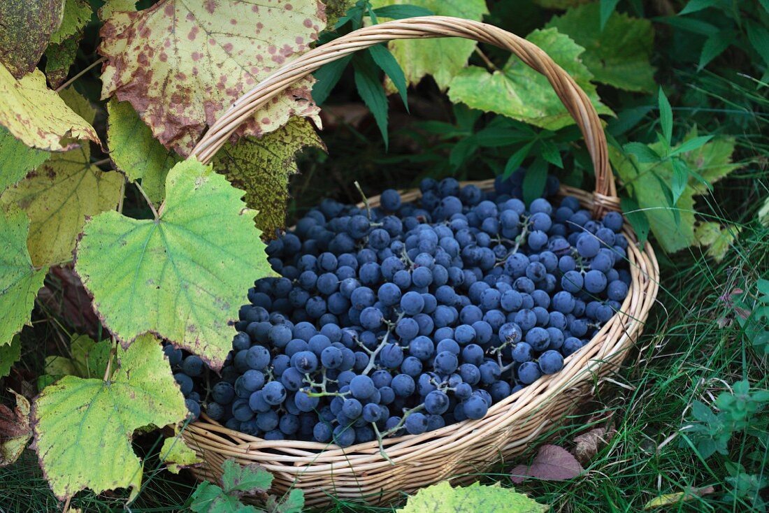 Blue grapes in a basket by the vine