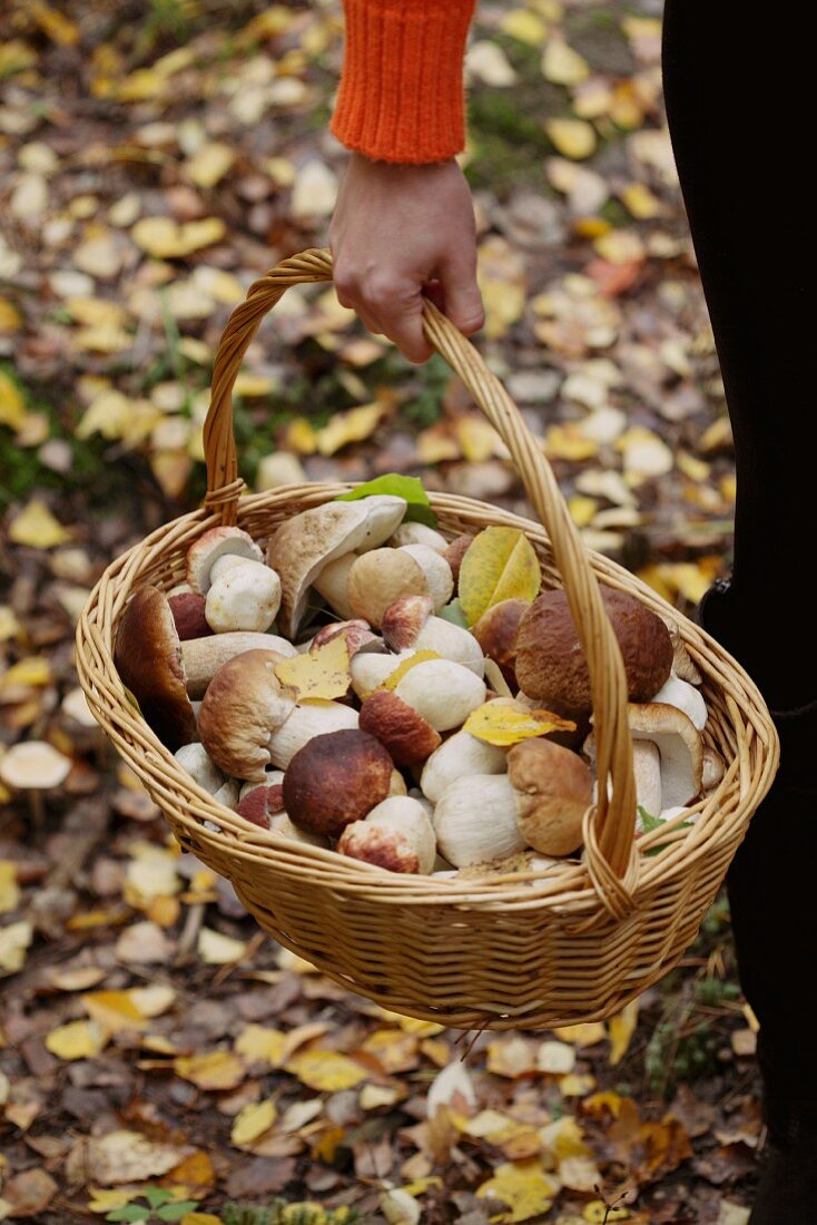 A woman carrying a basket of porcini mushrooms through the autumnal forest