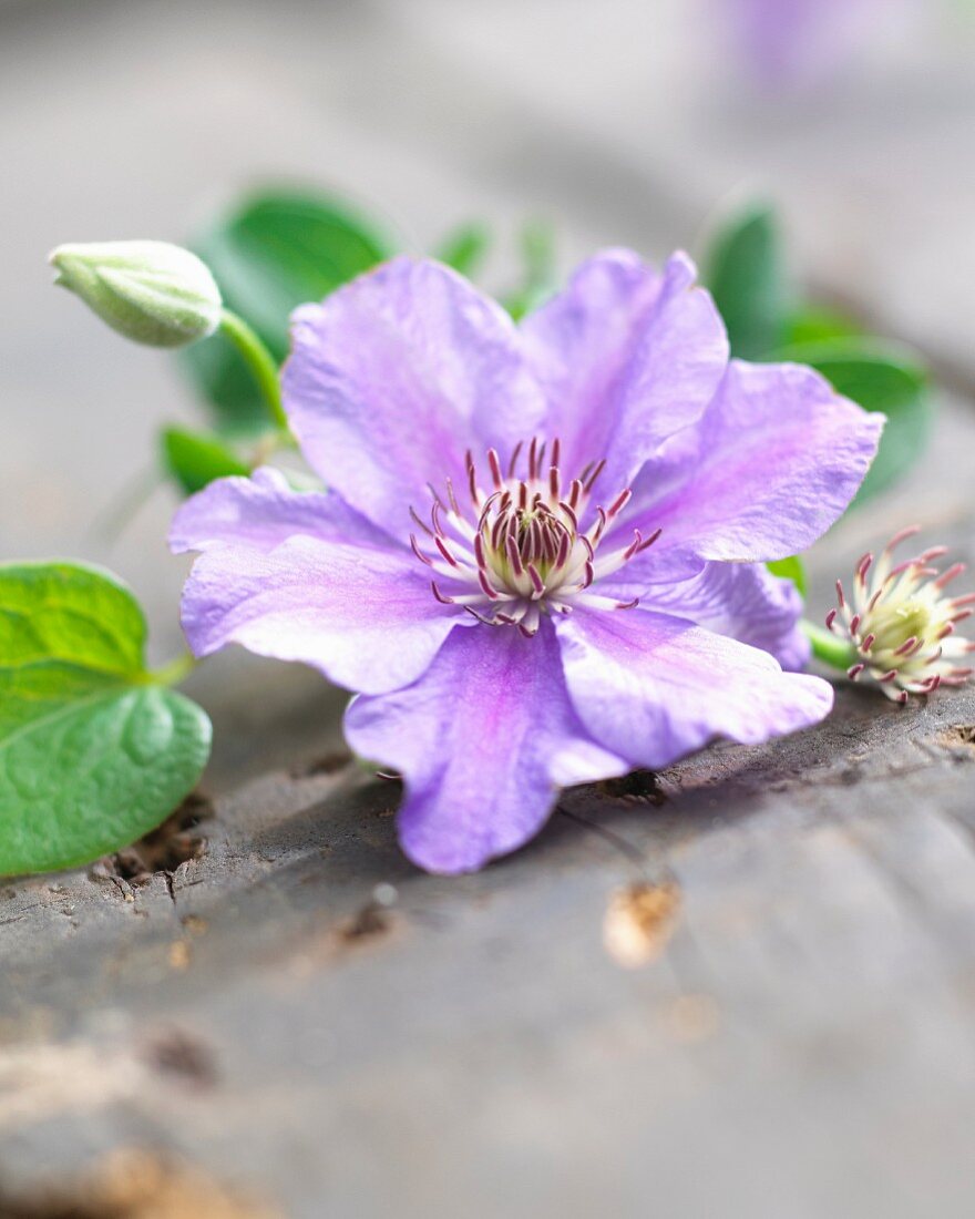 Blaue Clematis, aufgeblüht, Knospen und Blätter