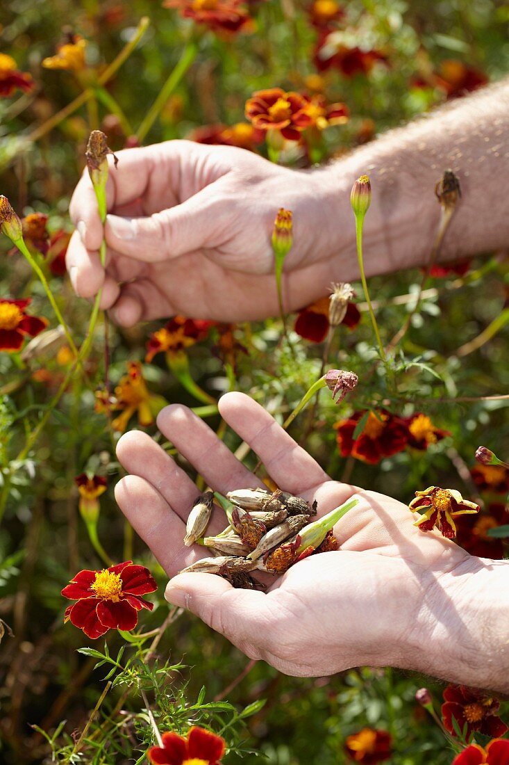 Hände pflücken verblühte Tagetes für Samen