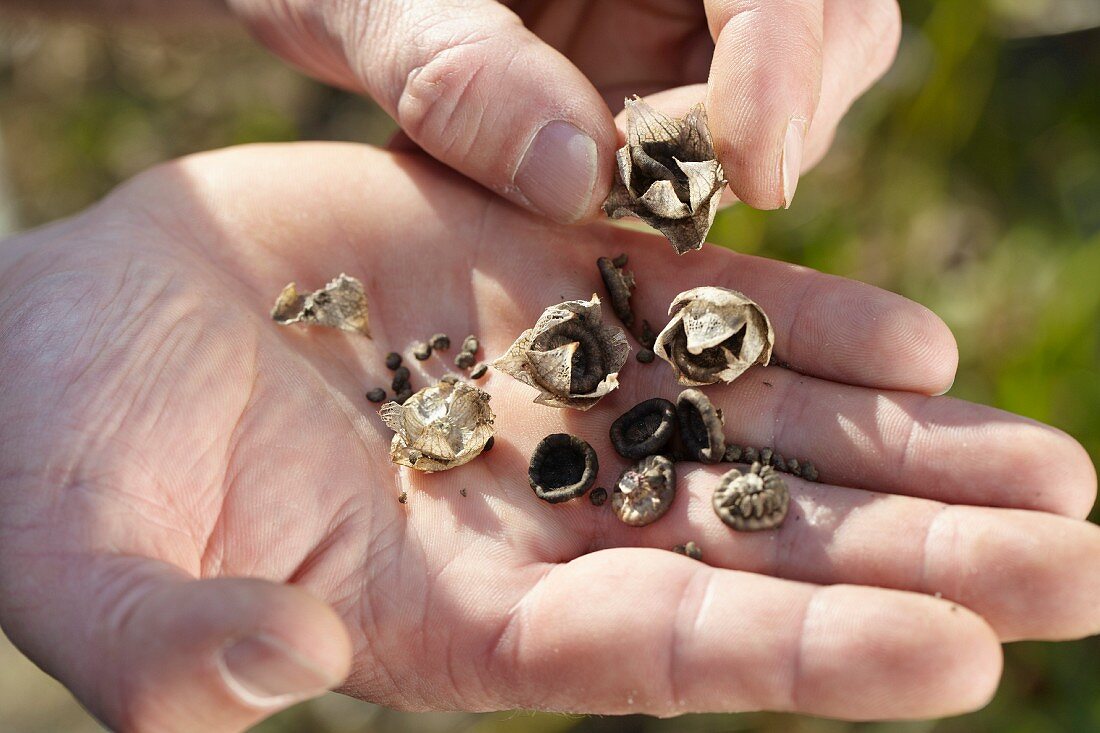 Hands holding dried Lavatera (rose mallow) seed capsules