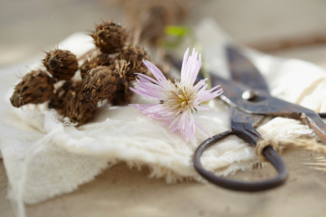 Flockenblumen (Centaurea) zur Gewinnung von Samen