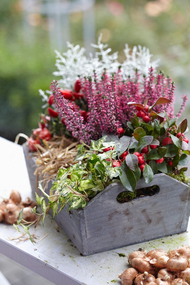 Autumnal arrangement of ivy, crocus and heather in wooden crate