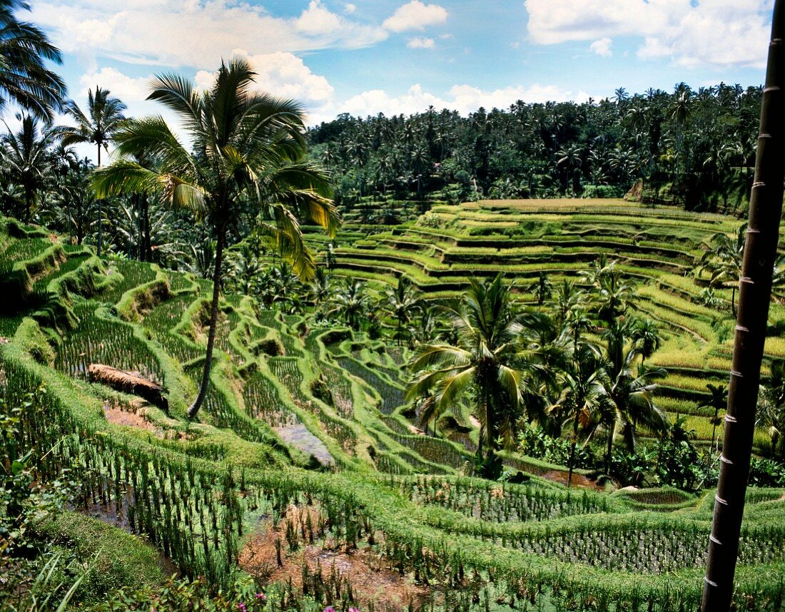 Rice terraces in Bali (Indonesia)