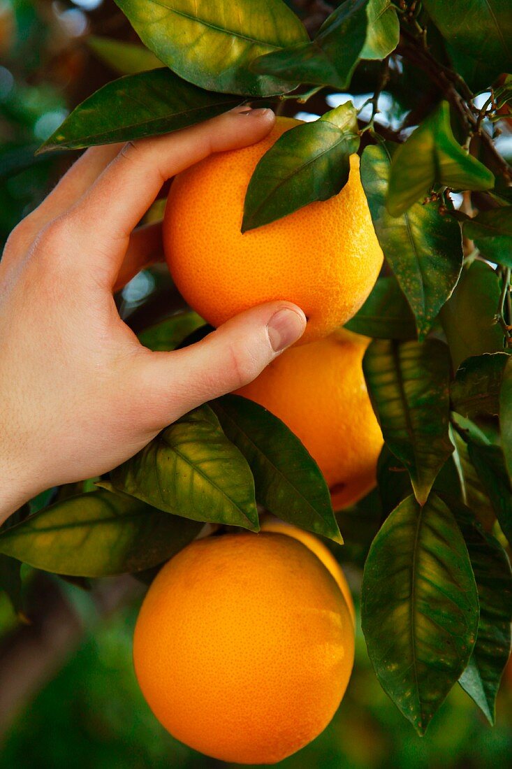 A hand picking an orange from the tree