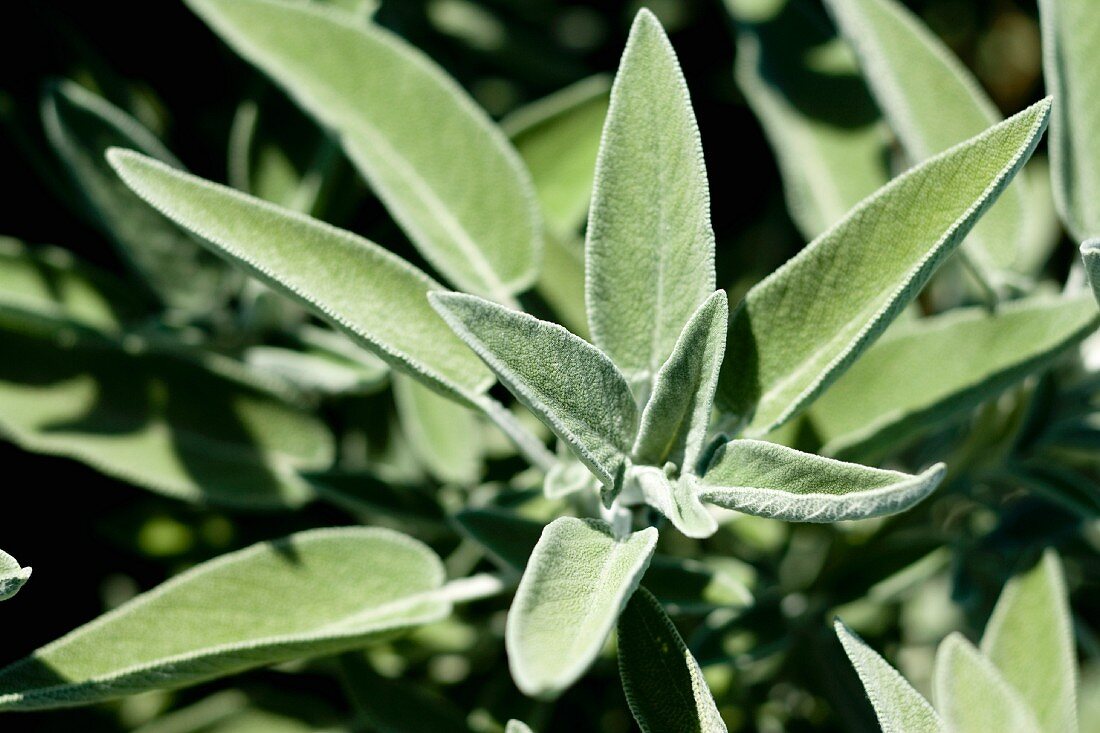 A sage plant in the sunshine