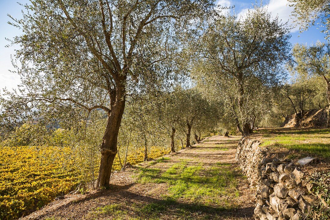 A grove of olive trees adjoining a vineyard in late summer