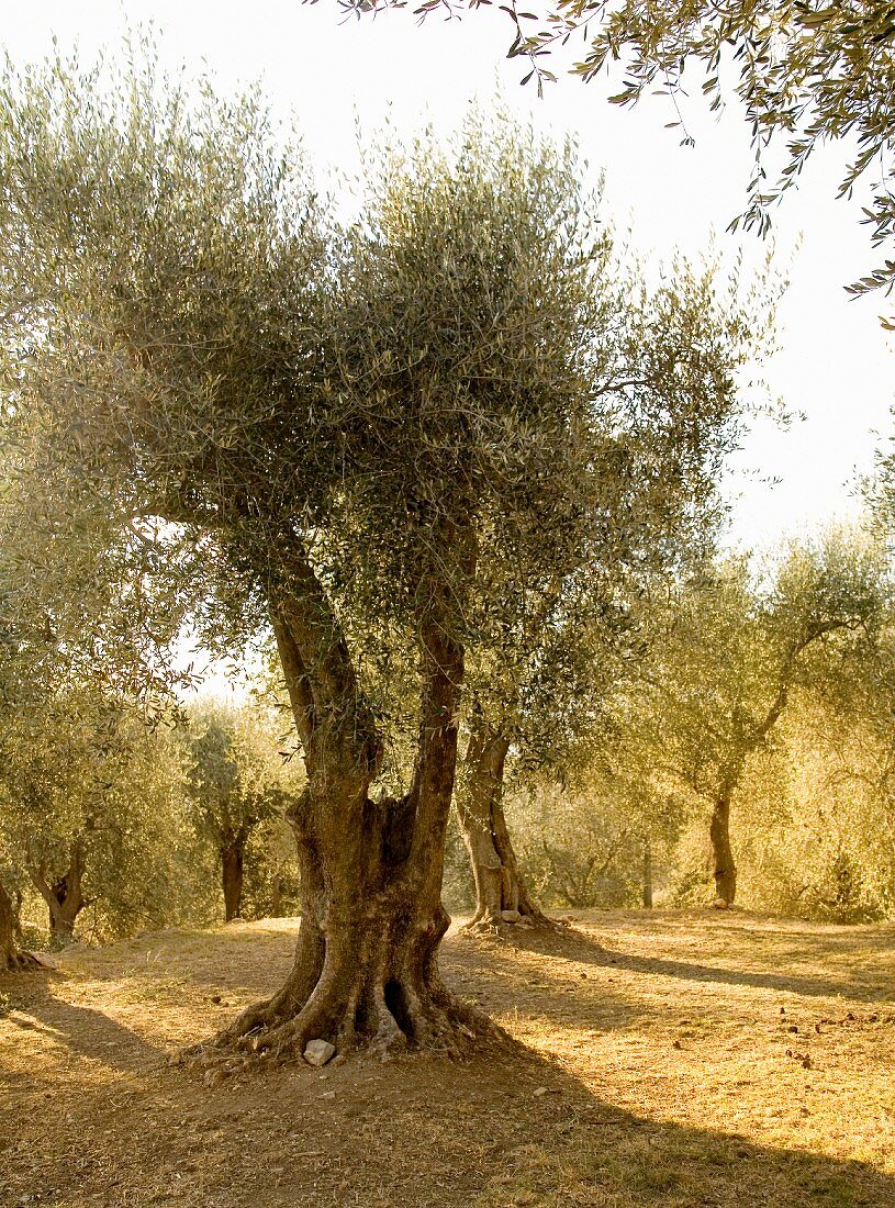 Alter Olivenbaum im Nachmittagslicht