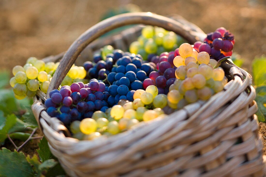 A wicker basket containing five different varieties of grape