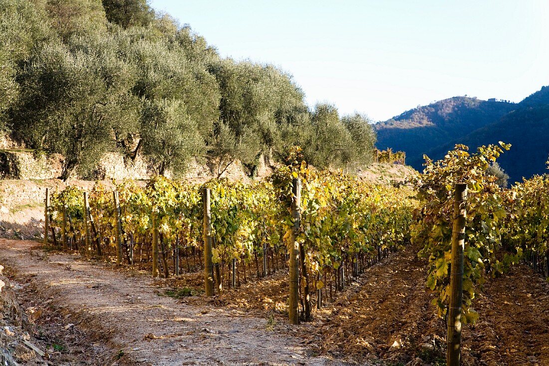 An autumnal vineyard adjoining an olive grove