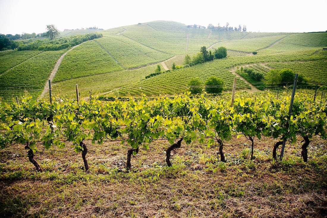 A vineyard in the Langhe (Piedmont, Italy)