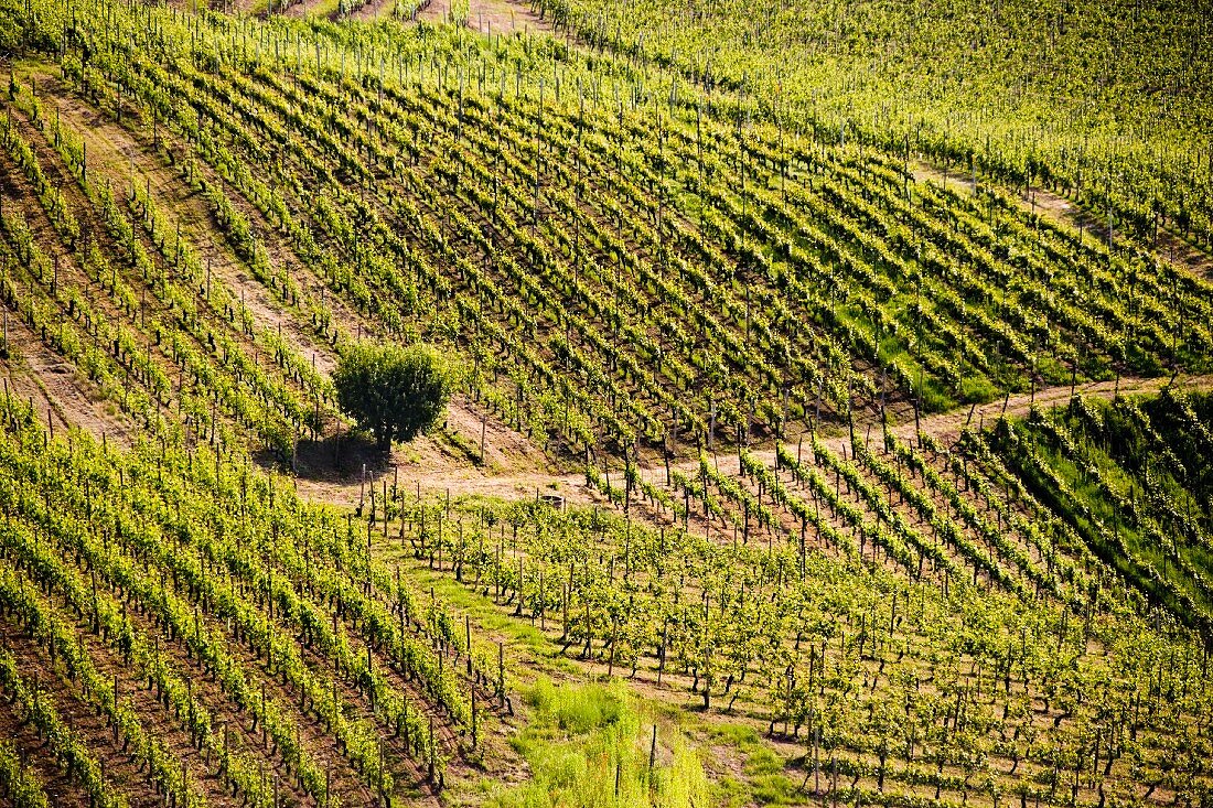 Haselnussbaum inmitten eines Weinbergs in den Langhe (Piemont, Italien)