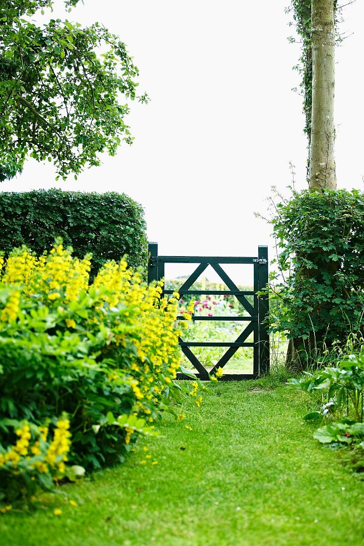 Gartentor zwischen einer Hecke und Blumenbeet mit gelben Blumen