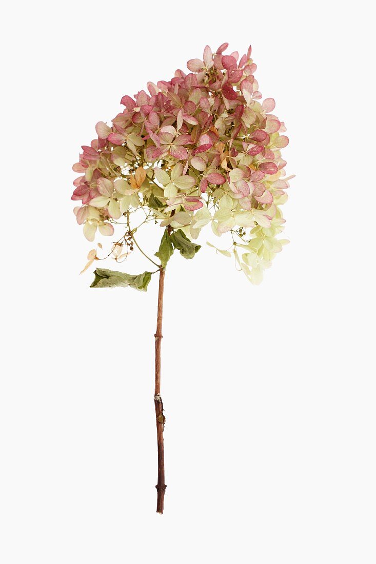 Eine Hortensienblüte mit Zweig