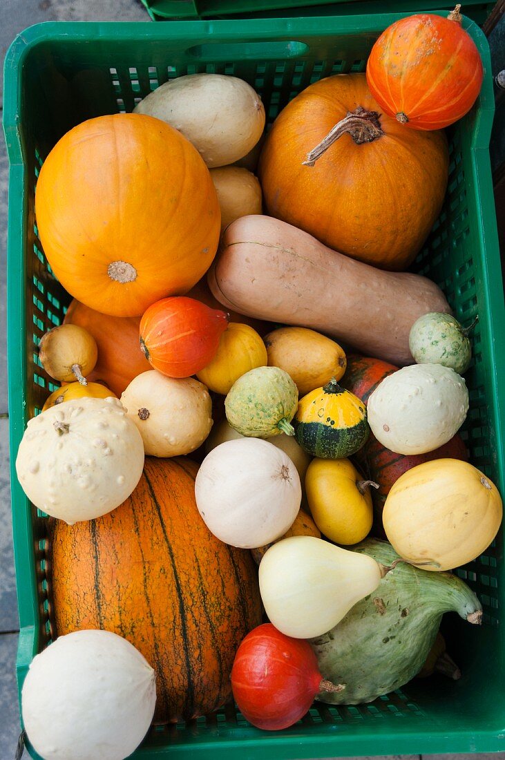 An assortment of squash in a crate at the market