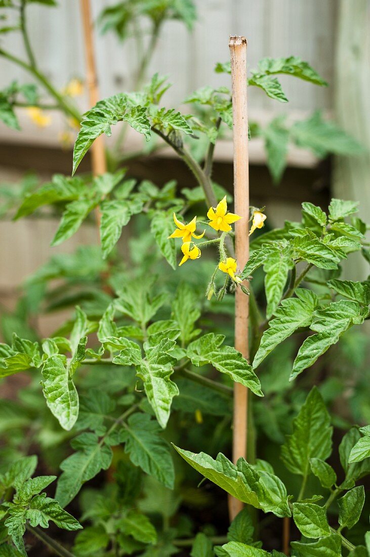 Tomato plants flowering in the garden