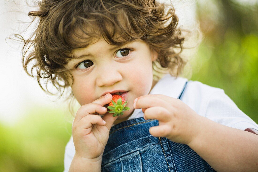 A small boy trying a strawberry
