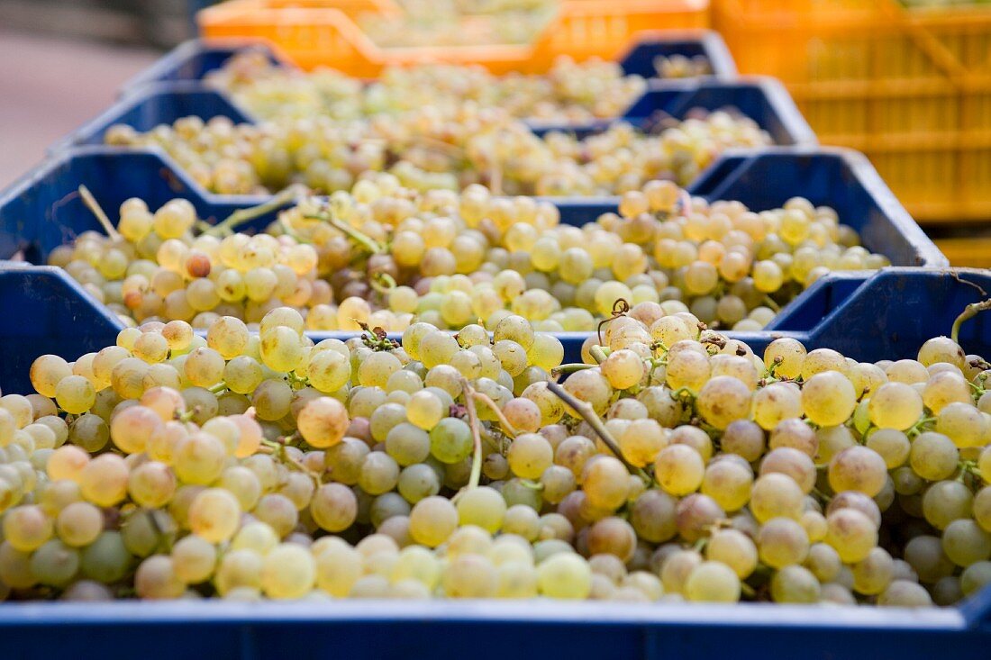 Harvested Pigato grapes in plastic boxes