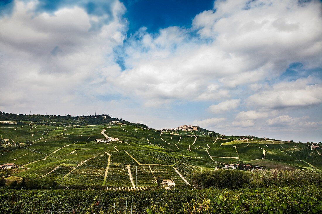 A Barolo-grape growing region