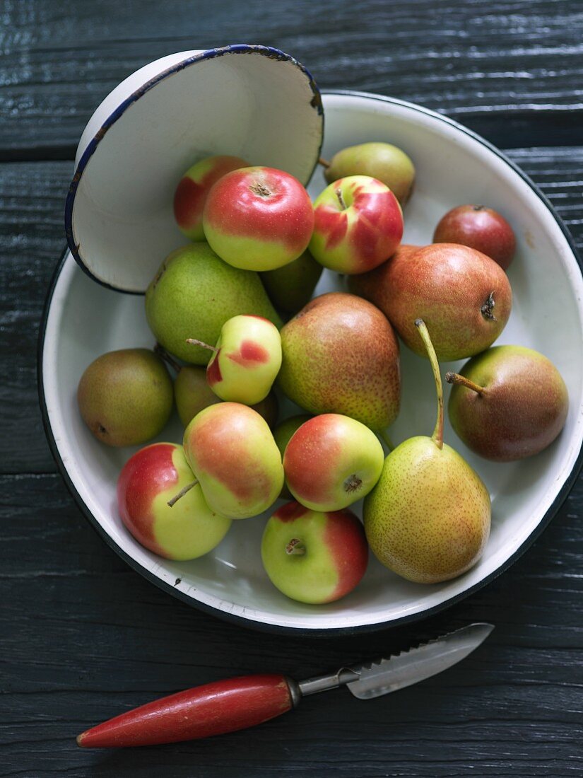 A Bowl of Assorted Apples and Pears; Forelle Pears, Seckel Pears and Lady Apples