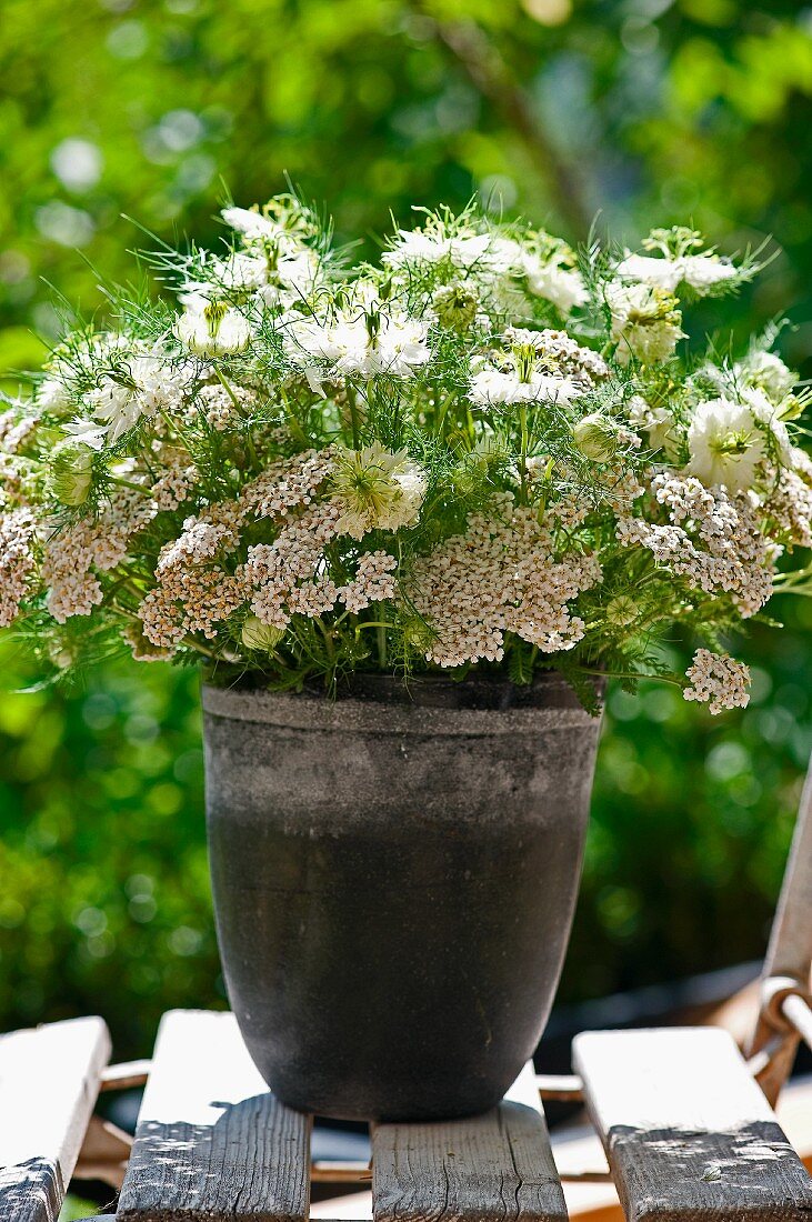 Love-in-a-mist (Nigella damascena) and yarrow (Achillea millefolium)