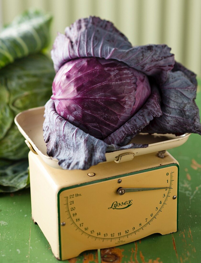 A red cabbage on a set of kitchen scales