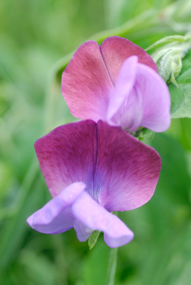 Lilafarbene Wickenblüten (Nahaufnahme)