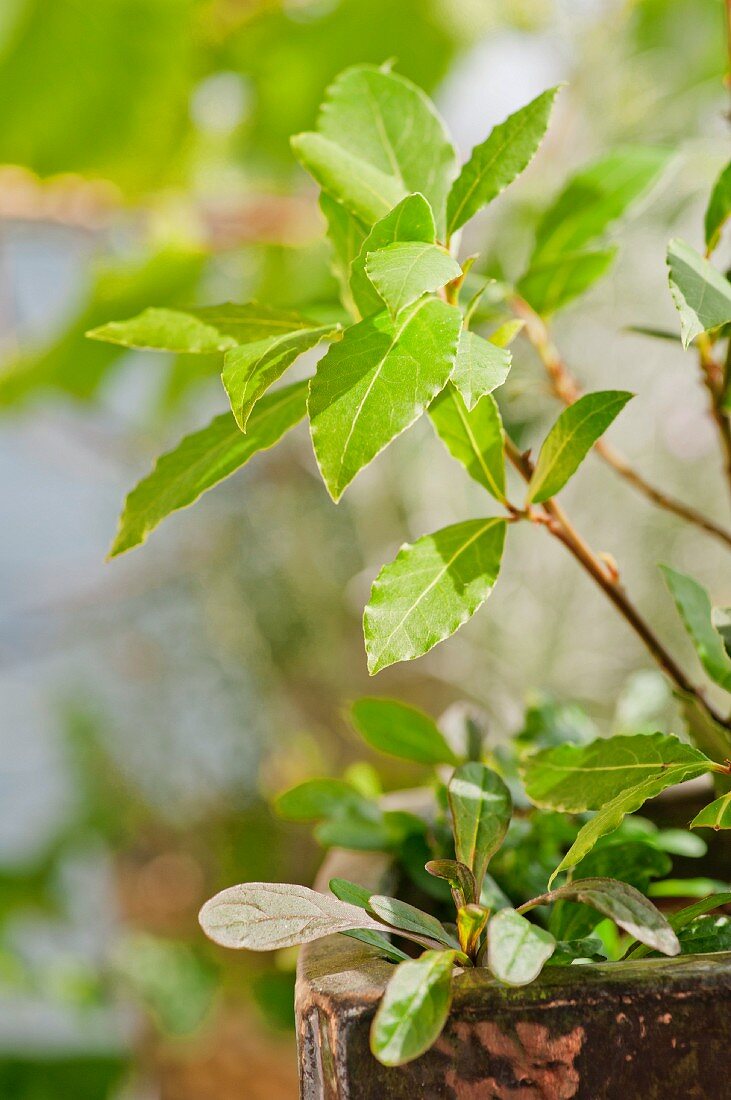 Sprig of fresh bay leaves