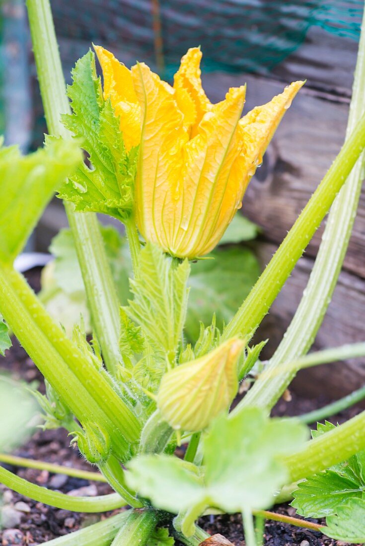 Yellow courgette flowers