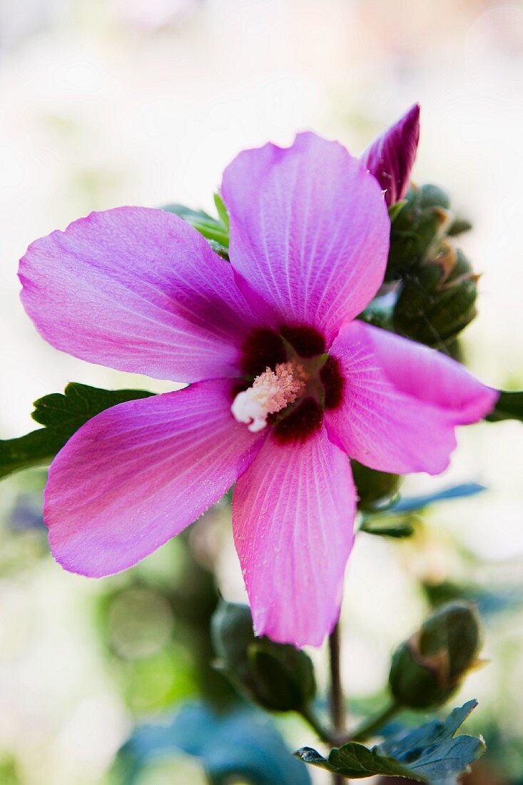 Lilac hibiscus flower (close-up)