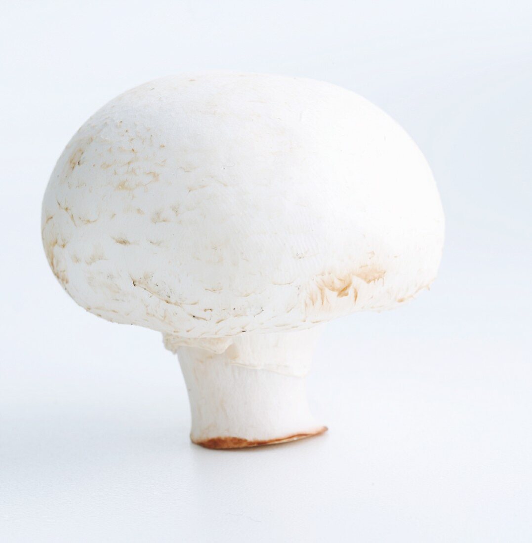 A mushroom