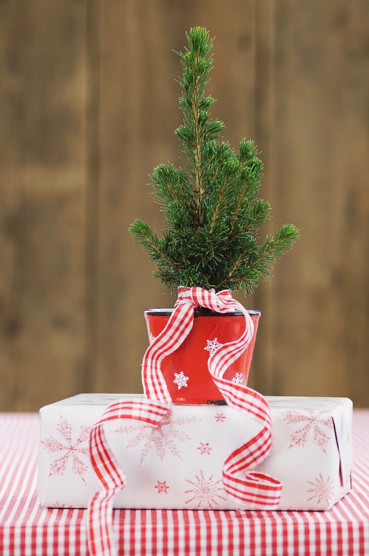Kleiner Weihnachtsbaum im Topf auf einer Geschenkschachtel