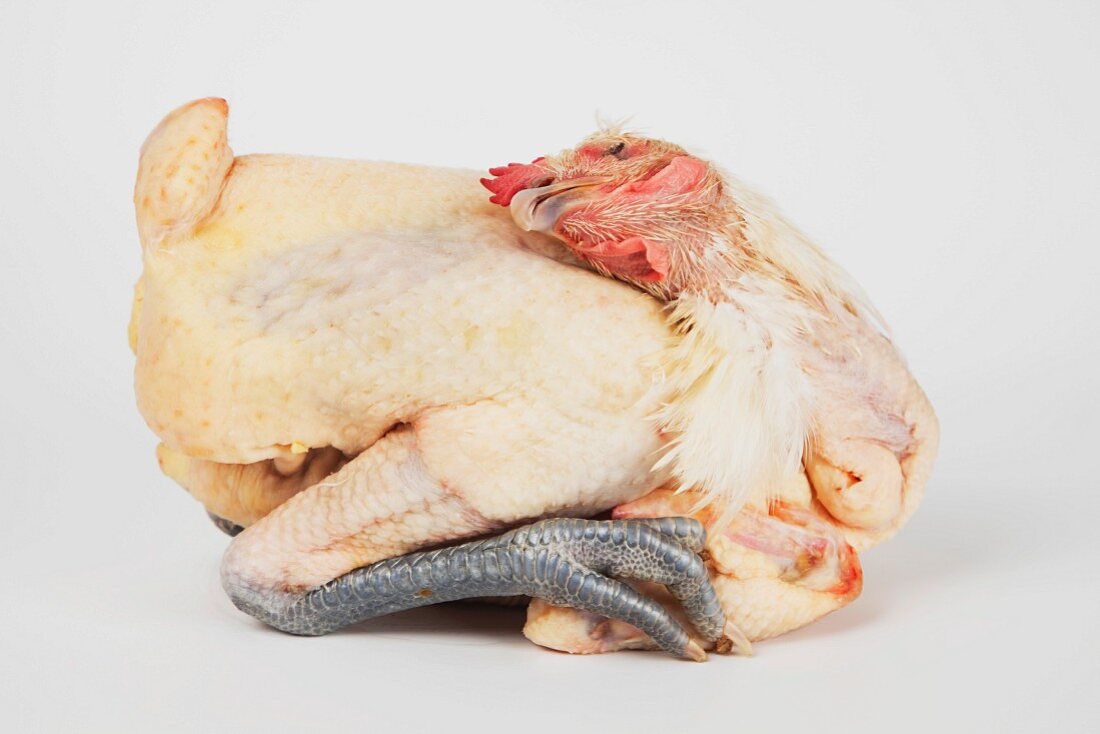 A Bresse chicken from France
