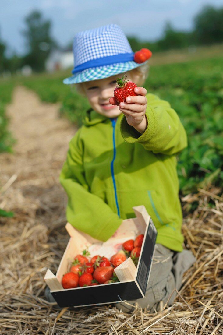 A small boy holding up a strawberry in a strawberry field