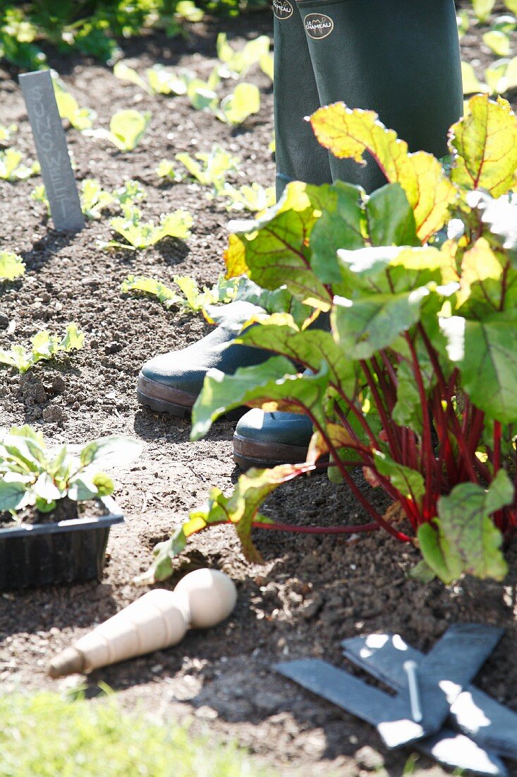 Red-stemmed chard growing in the garden