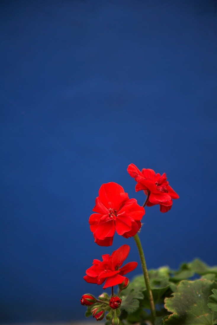 Red pelargonium against blue wall