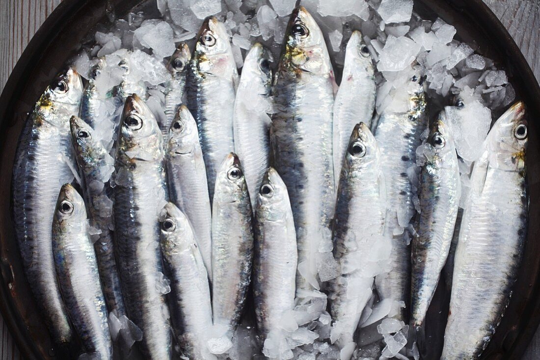 Sardines on ice